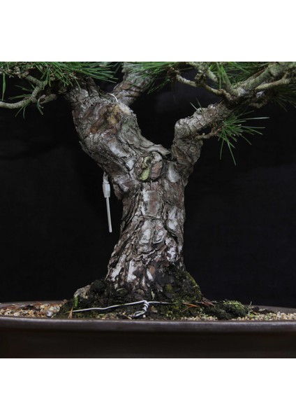 Japon Karaçamı Bonsai NO.646