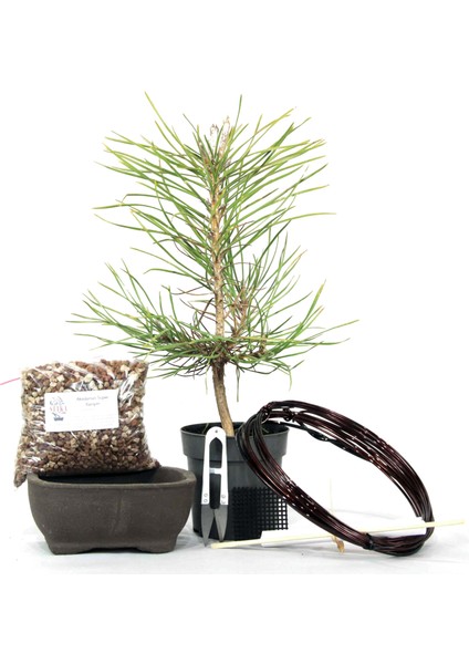Yerli Karaçam Bonsai Başlangıç Kiti - No.3