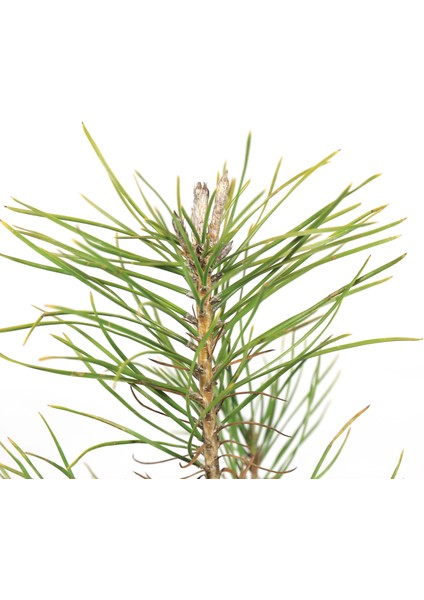 Yerli Karaçam Bonsai Başlangıç Kiti - No.3