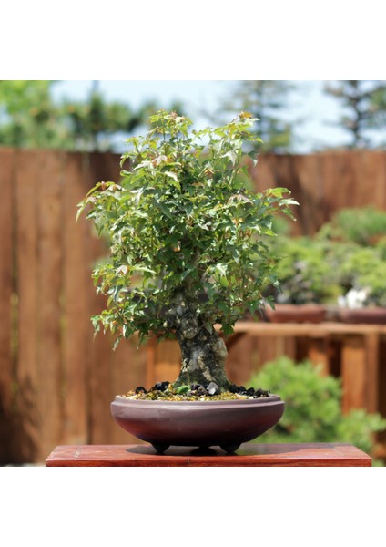 Üç Dişli Akçaağaç Bonsai - NO.649