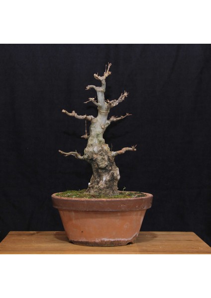 Üç Dişli Akçaağaç Bonsai - NO.649