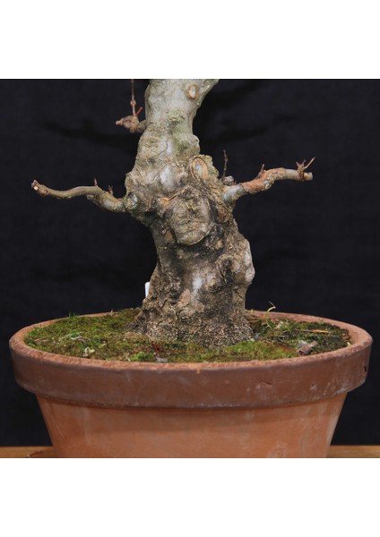 Üç Dişli Akçaağaç Bonsai - NO.649