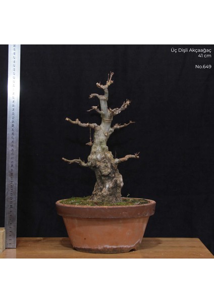 Üç Dişli Akçaağaç Bonsai - NO.649