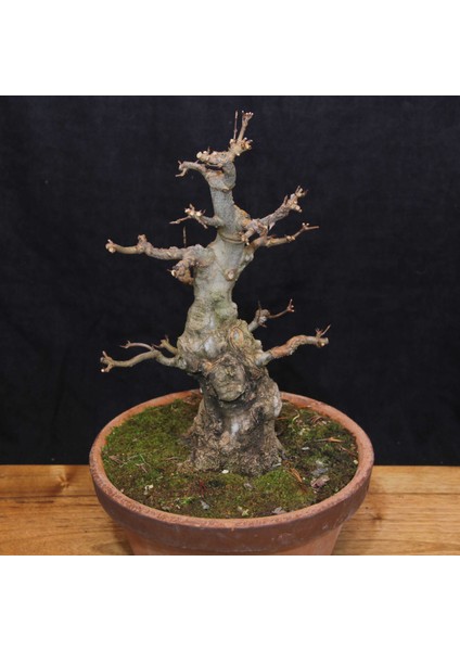 Üç Dişli Akçaağaç Bonsai - NO.649