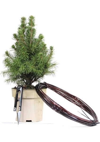 Ak Ladin Bonsai Telleme Kiti - No.1