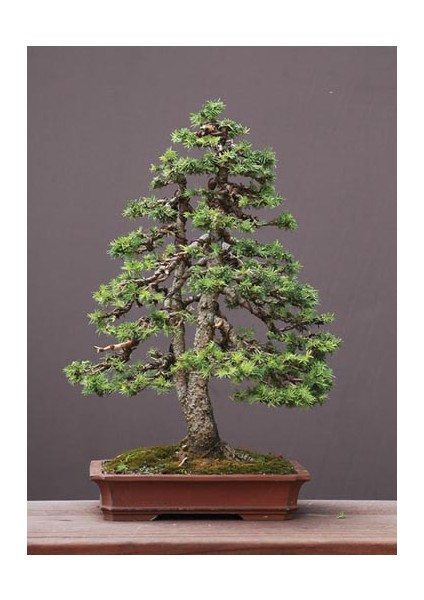 Ak Ladin Bonsai Telleme Kiti - No.1