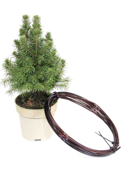 Ak Ladin Bonsai Telleme Kiti - No.1