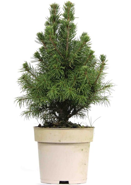 Ak Ladin Bonsai Telleme Kiti - No.1