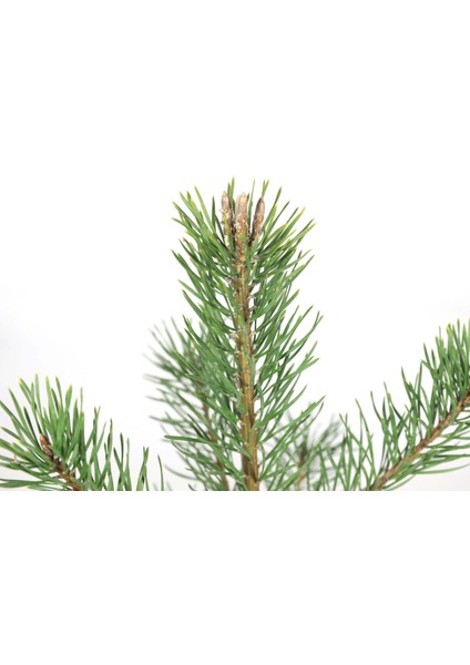 Sarıçam Bonsai Telleme Kiti - No.4 fiyatları