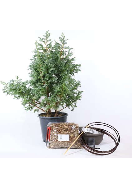 Boulevard Servi Bonsai Başlangıç Kiti - No.5