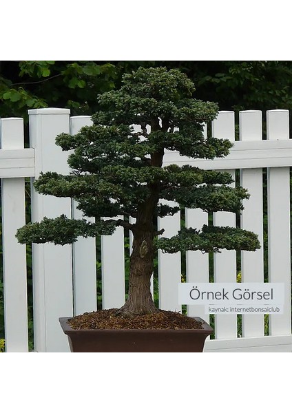 Boulevard Servi Bonsai Başlangıç Kiti - No.5