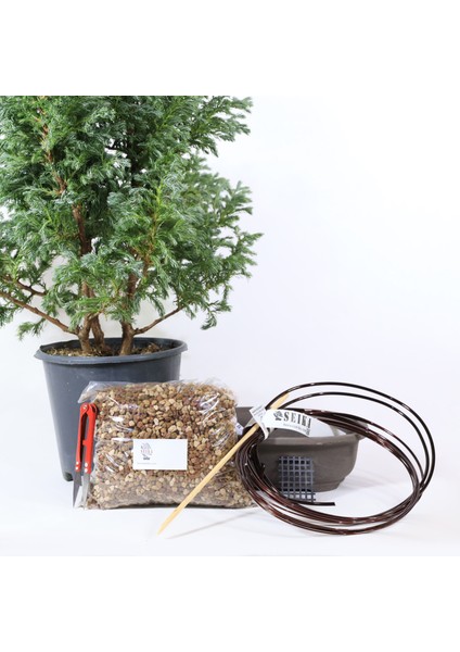 Boulevard Servi Bonsai Başlangıç Kiti - No.5