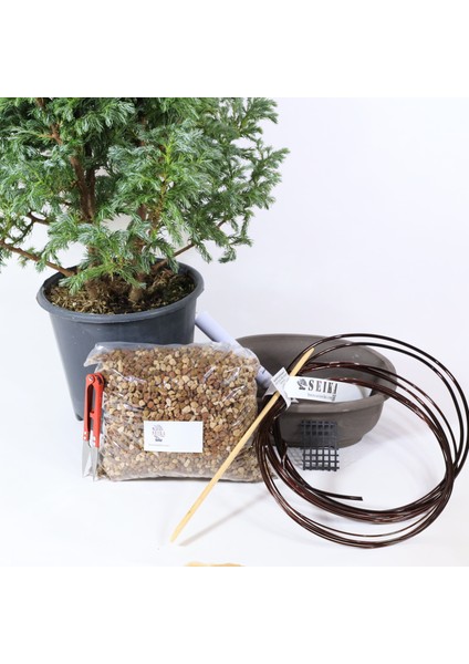 Boulevard Servi Bonsai Başlangıç Kiti - No.5
