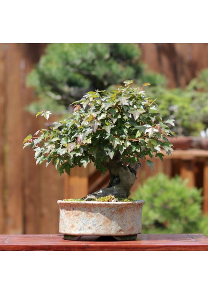 Üç Dişli Akçaağaç Bonsai - NO.560