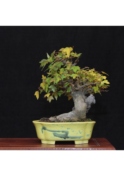 Üç Dişli Akçaağaç Bonsai - NO.560