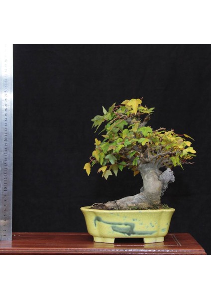 Üç Dişli Akçaağaç Bonsai - NO.560