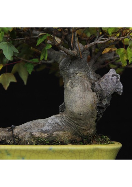 Üç Dişli Akçaağaç Bonsai - NO.560