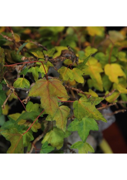 Üç Dişli Akçaağaç Bonsai - NO.560