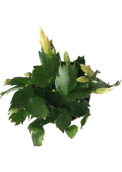 Schlumbergera 'White' (Yılbaşı Çiçeği) fiyatları