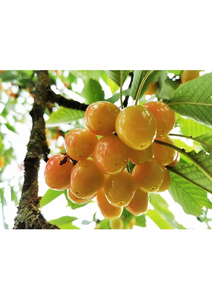 - Starks Gold / Beyaz Kiraz Fidanı (Açık Kök)