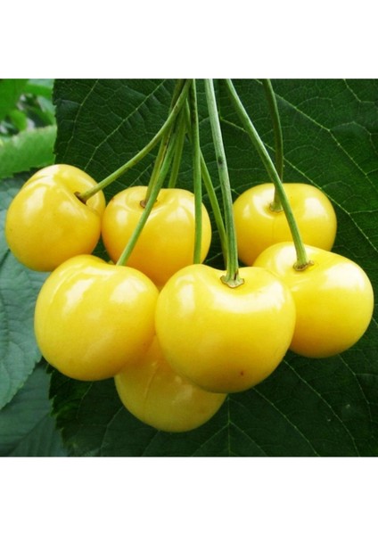 - Starks Gold / Beyaz Kiraz Fidanı (Açık Kök) fiyatları