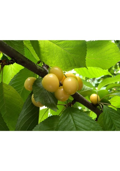 - Starks Gold / Beyaz Kiraz Fidanı (Açık Kök) modelleri