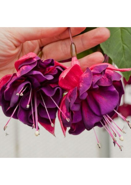Nadir Xxl Çiçekli Marbeller Magenta Purple Rain Küpe Çiçeği Fidesi (1 Adet)