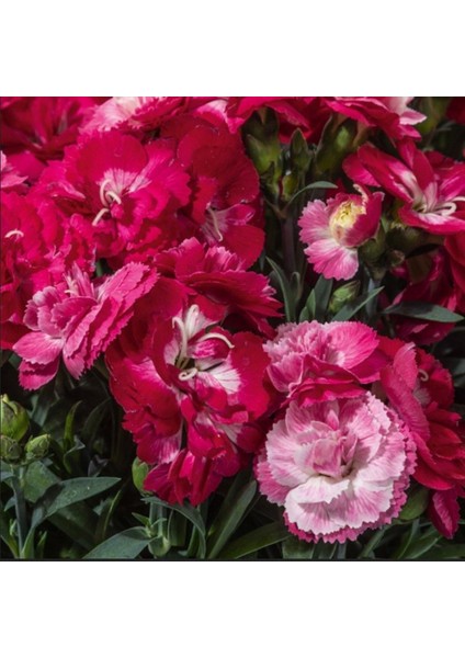 Nadir Kokulu Sweet Pleasure Rose Bicolor Karanfil Çiçeği Fidesi (1 Adet)