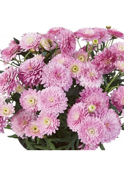 Aramis Double Pink Katmerli Çeşme Papatyası Çiçeği Fidesi (2 Adet Fide)