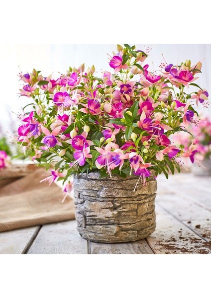 Rosy Violet 3 Renkli İri Çiçekli Küpe Çiçeği Fidesi (1 Adet)