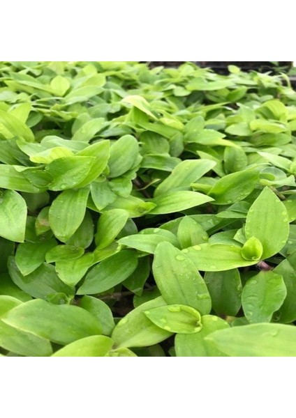 Tradescantia Flumensis Telgraf Çiçeği Fidesi(5 Adet) fiyatları