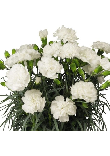 Nadir Kokulu Sweet Pleasure White Karanfil Çiçeği Fidesi (2 Adet)