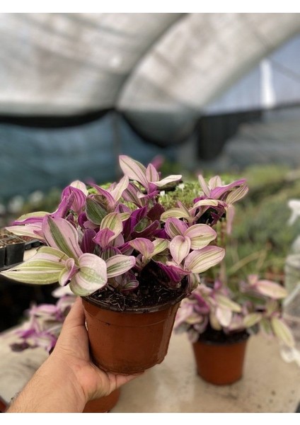 Tradescantia Nanouk Telgraf Çiçeği 13 Lük Saksıda