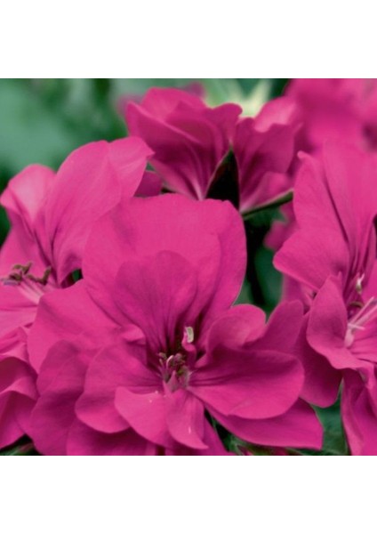 Sarkan Grandeur Ivy Magenta Sakız Sardunya Fidesi (1 Adet)