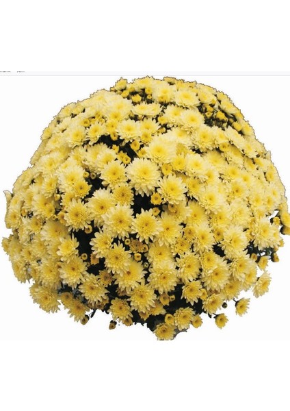 Özel Seri Branfountain Lemon Kasımpatı Krizantem Çiçeği Fidesi (1 Adet)