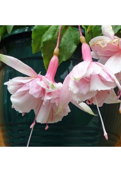 Xxl Çiçekli Katmerli Pink Marshmallow Küpe Çiçeği Fidesi (1 Adet)