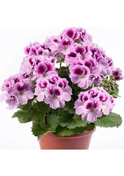 Aristo Orchid Sardunya Canan Çiçeği Fidesi (1 Adet)