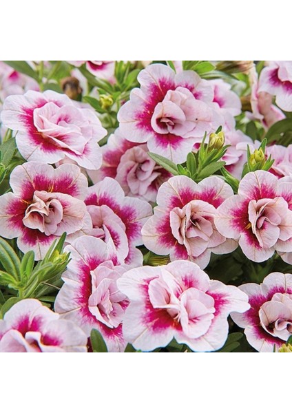 Calita Katmerli Double Rose Bicolor Milyonlar Çanı Calibrochoa Çiçeği Fidesi (1 Adet)