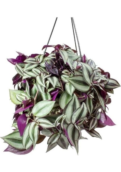 Alacalı Yapraklı Tradescantia Zebrina Telgraf Çiçeği Fidesi (5 Adet)