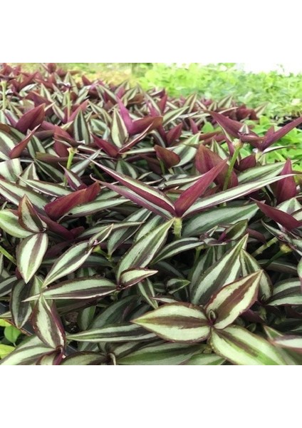 Alacalı Yapraklı Tradescantia Zebrina Telgraf Çiçeği Fidesi (5 Adet)