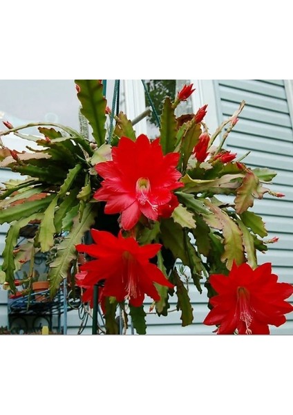 Epiphyllum Selenicereus Anthonyanus Atlas Çiçeği Fidanı (9'luk Saksıda)