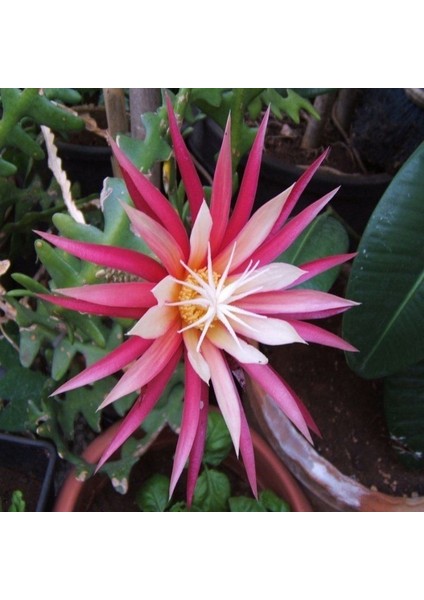 Epiphyllum Selenicereus Anthonyanus Atlas Çiçeği Fidanı (9'luk Saksıda)