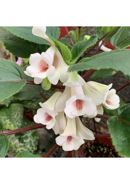 Koleksiyonluk Hcy's Sherbet Lemon Sinningia Çiiçeği Çiçeği Fidesi (Mini Saksıda)