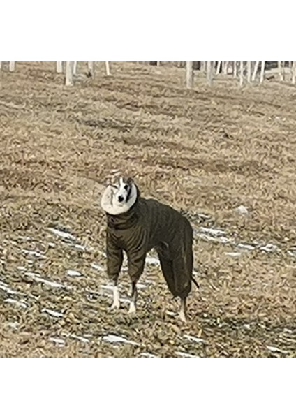 Köpek Giysileri, Yeşil Kapüşonlu Kış Dört Ayaklı Köpek Pamuk Kazak - Greyhound, Alaska Büyük Köpek Özel Kalıp (Yurt Dışından) modelleri