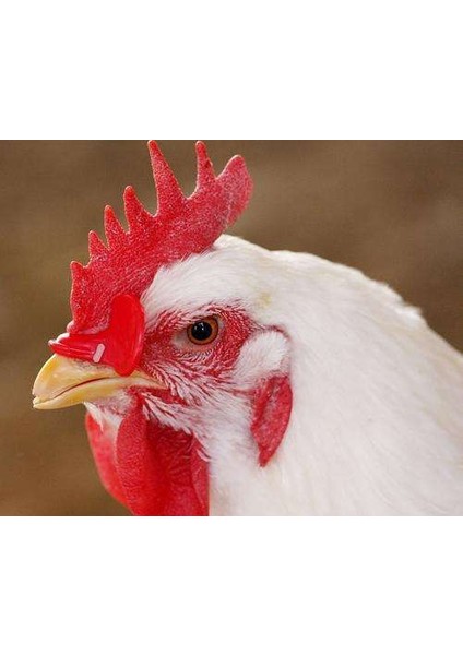78,5 mm Stili S Beden Kümes Hayvanları Için Göz Koruyucu Tasma Tavuk Tavuk Gözlük Yönetim Cihazı Güvercin Bıldırcın Gözlük Anti-Tekmeleme Gözlük Tedarikleri (Yurt Dışından) fiyatları