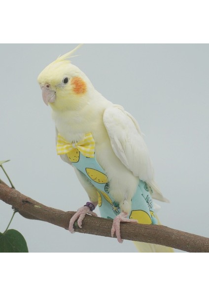 Monk Parakeet Stili Için Kuş Papağanı Tüy Bağlı Uçuş Takımı Kıyafetleri Luişku Yalama Tüy Bebek Bezi - Türkçe (Yurt Dışından) indirimleri