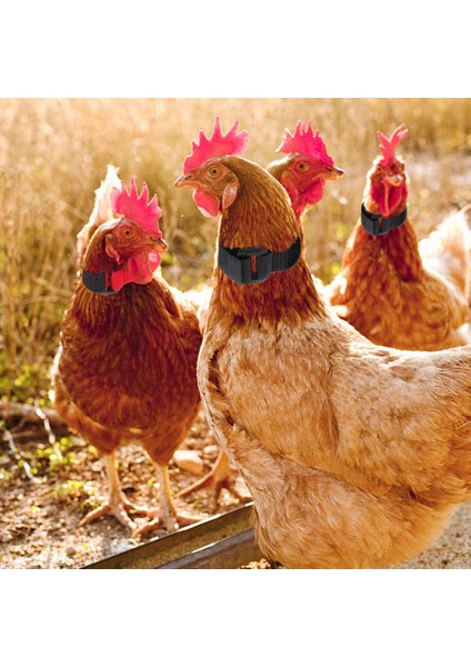 Siyah Stil Horoz Gürültüsüsüz Anti-Tutma Boyun Bandı Tavuk Boyun Bandı No-Crow Horoz Boyun Bandı Tavuk Aksesuarları Çiftlik Kümes Hayvanları Için (Yurt Dışından) modelleri