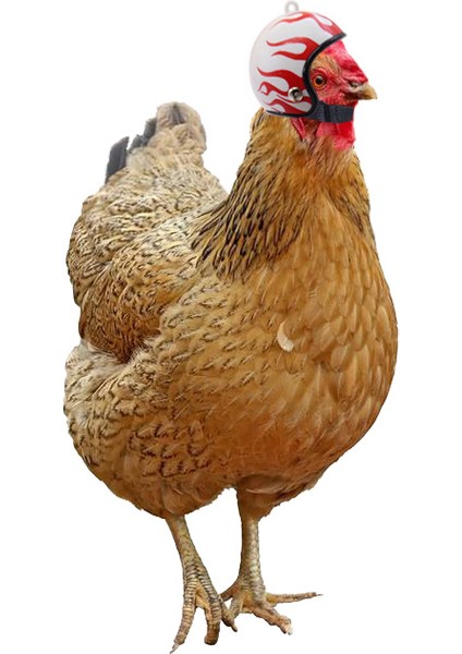 No.11 Stili Tavuk Kaskı Başlık Evcil Hayvan Koruyucu Güneş Yağmur Korumalı Kask Oyuncak Kuş Tavuk Küçük Evcil Hayvan Malzemeleri Kostüm Aksesuarları (Yurt Dışından)