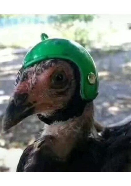 No.3 Tarzı Tavuk Kask Kep Pet Koruyucu Güneş Yağmur Koruma Kask Oyuncak Kuş Tavuk Kümes Küçük Evcil Hayvan Malzemeleri Kostümler Aksesuarları (Yurt Dışından)
