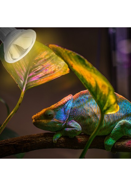 220V 25W Tarzı 6.3x7.5cm Sürüngen Işık Kaplumbağa Isı Lambası Uva Mini Evcil Isı Lambası Ampul Uv Işık Ampul Kurbağalar Kertenkeleler Sıcaklık Kontrol Cihazı (Yurt Dışından) fiyatları